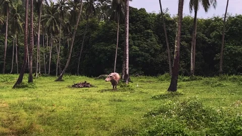 Thai buffalo in the pasture eats grass in the rain. Cow in the meadow. The Stockbeeldmateriaal 237218164