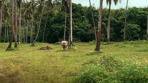 Thai buffalo in the pasture eats grass in the rain. Cow in the meadow. The Stockbeeldmateriaal 237821768