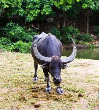 Thai buffalo Stock Photos