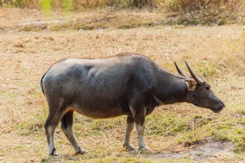 Thai buffalo Stock Photos