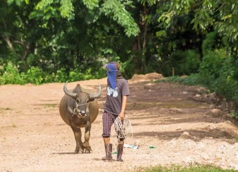 Thai buffalo Stock Photos