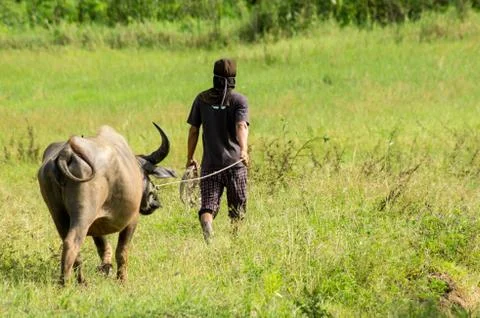 Thai buffalo Stock Photos