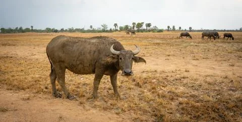 Thai buffalo 스톡 사진
