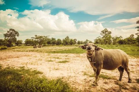 Thai buffalo Stock Photos