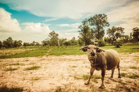 Thai buffalo Stock Photos