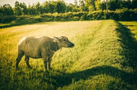 Thai buffalo Stock Photos