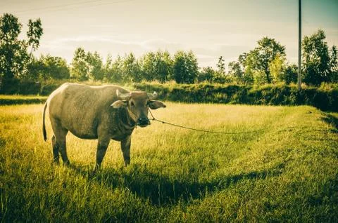 Thai buffalo Stock Photos