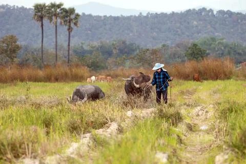 Thai buffalo Stock Photos
