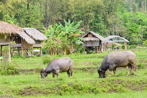 Thai buffalo raised for a living in the meadow Stock Photos