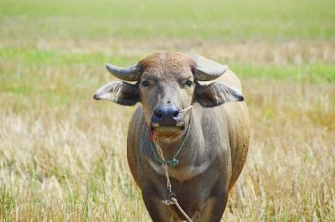 Thai buffalo standing in fields Stock Photos