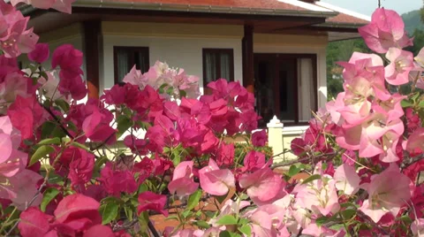 Thai bungalow Stock Footage 38243825
