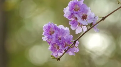 Thai bungor flower shaking with wind Stock Footage 48346458