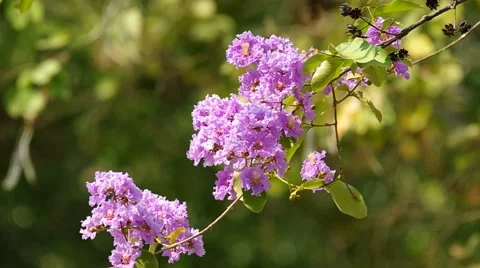 Thai Bungor flowers shaking with wind Stock Footage 48349919