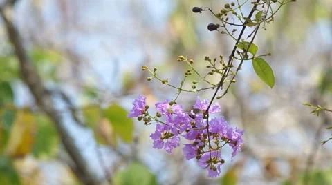 Thai Bungor flowers shaking with wind Stock Footage 48350166