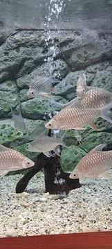 Thai Carp Fish or Red Tinfoil Barb in the aquarium. Stock Photos