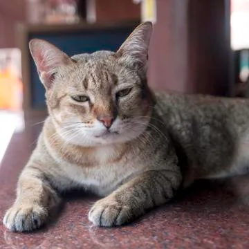 Thai cat crouching on marble table with soft background. Stock Photos
