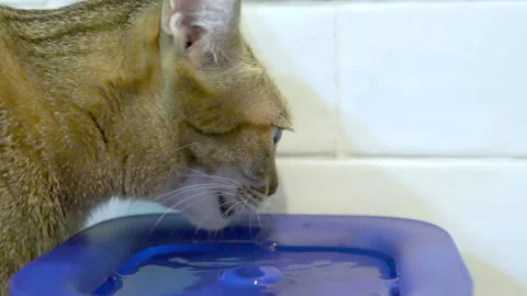 Thai Cat Drinking Water from Cat Fountain Stock Footage 271264521