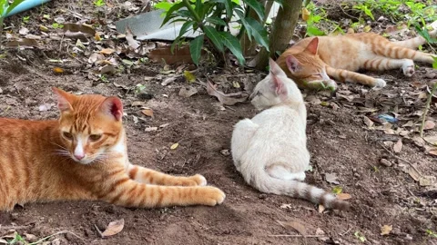 Thai Cat in the gardent Stock Footage 164923979