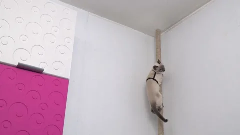 Thai cat hunts for the red dot of a laser pointer. Funny video. Stock Footage 196703858
