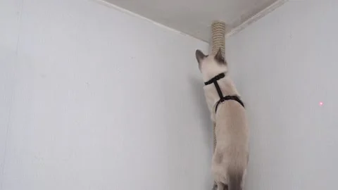 Thai cat hunts for the red dot of a laser pointer. Funny video. Stock Footage 196703951