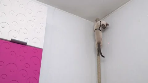 Thai cat hunts for the red dot of a laser pointer. Funny video. Stock Footage 199108001