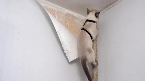 Thai cat hunts for the red dot of a laser pointer. Funny video. Stock Footage 201919564