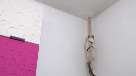 Thai cat hunts for the red dot of a laser pointer. Funny video. Stock Footage 202237439