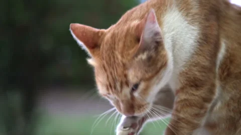 A Thai cat licking itself Stock Footage 158805323