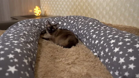 Thai cat lies in bed next to a pillow for pregnant women. Видео 144189883