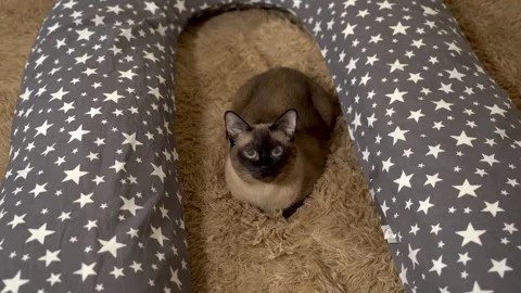 Thai cat lies on the bed next to the maternity pillow, looks at the viewer. Video stock 144189969