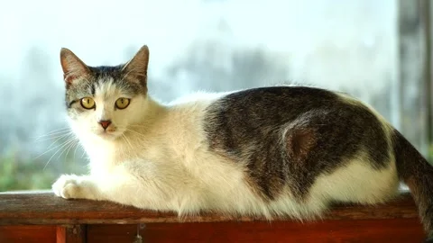 Thai cat is lying down on fence, out door Chiangmai Thailand. Stock Footage 263405643