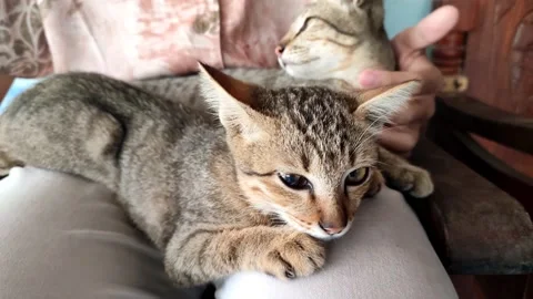 Thai cat lying on owner's lap Stock Footage 181980047