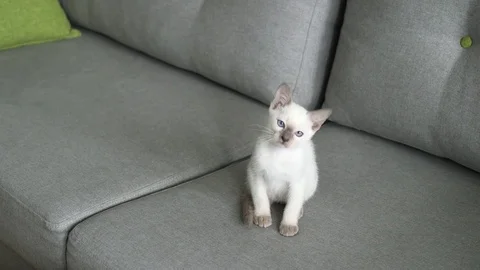 Thai cat (Old-type Siamese), kitten Stock Footage 77762607