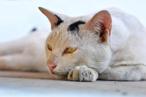 Thai cat Stock Photos