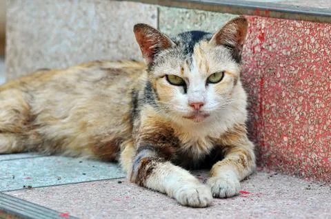 Thai cat Stock Photos