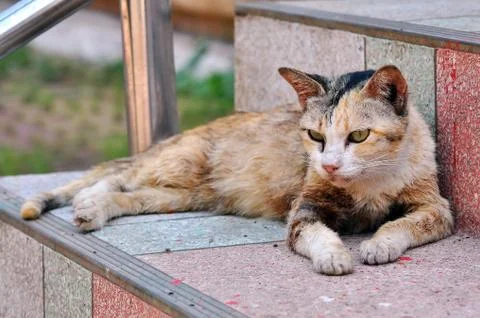 Thai cat Stock Photos