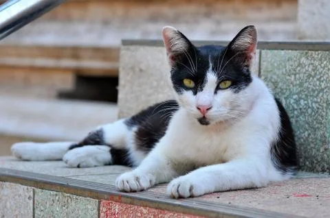 Thai cat Stock Photos