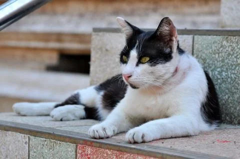Thai cat Stock Photos