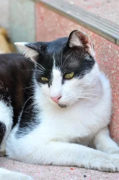 Thai cat Stock Photos