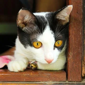 Thai cat Stock Photos