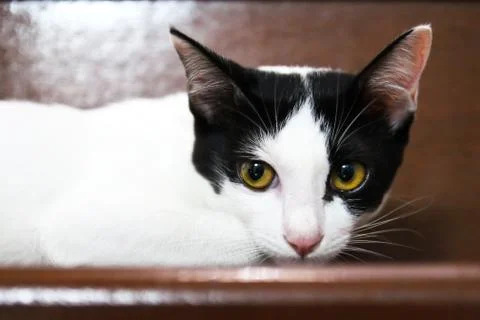 Thai cat Stock Photos