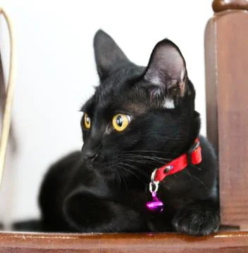 Thai cat Stock Photos