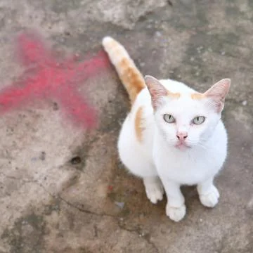 Thai cat Stock Photos