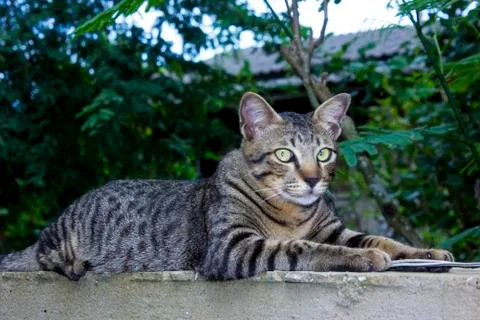 Thai cat Stock Photos