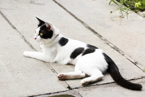 Thai cat Stock Photos