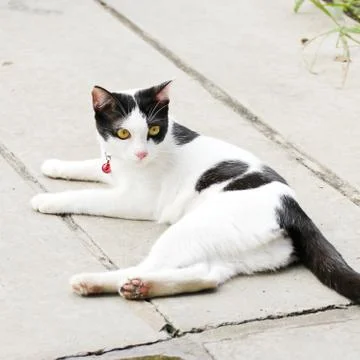 Thai cat Stock Photos