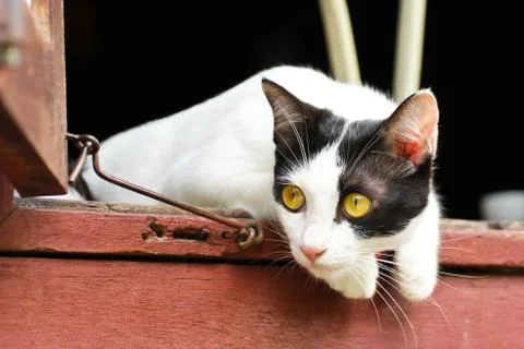 Thai cat Stock Photos