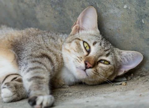 Thai cat Stock-Fotos