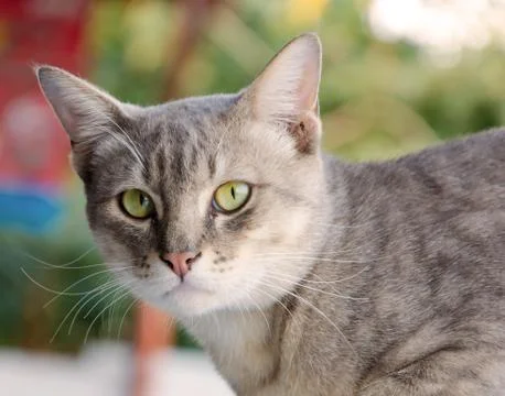 Thai cat Stock Photos