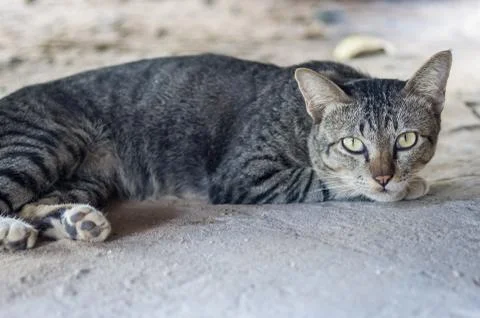 Thai cat Stock Photos